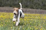 FOX TERRIER 358